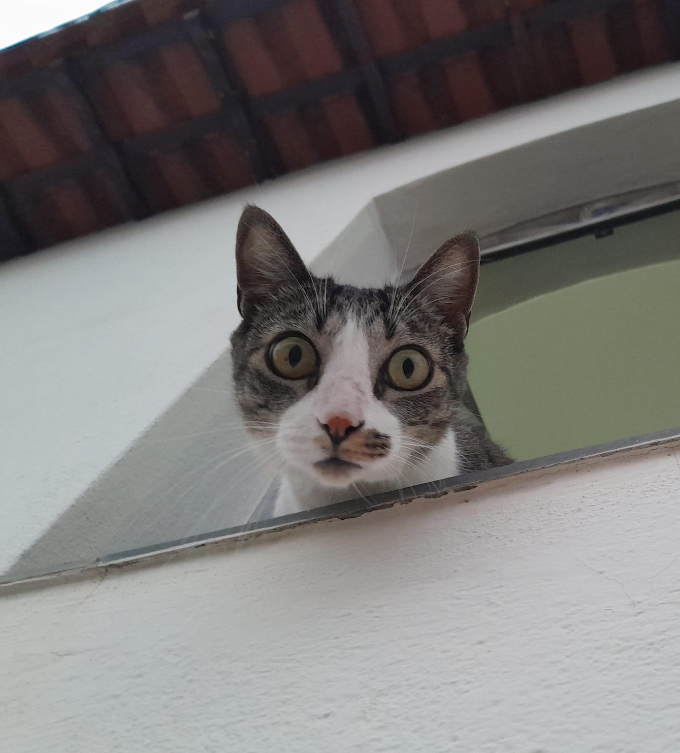 Gato